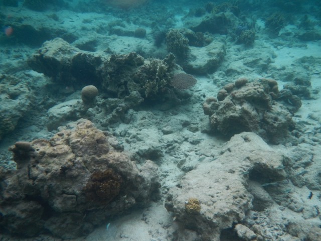 Coral Bleaching 