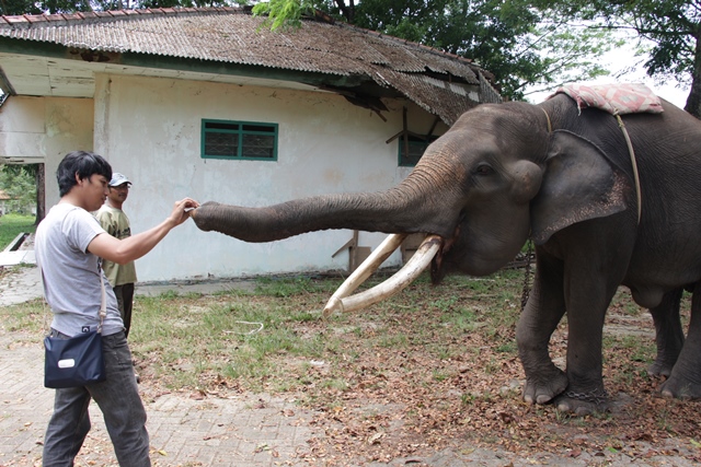 Kasih makan gajah