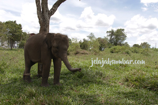 Anak gajah Sumatera