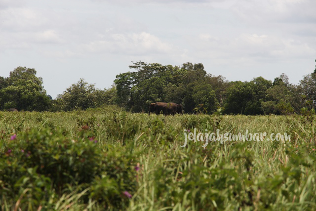 Gajah yang dilepaskan di padang rumput, sayangnya lensa kamera saya tak mampu menjangkau gajah lebih jelas lagi