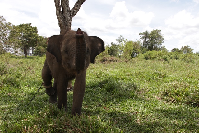 Trip Lampung  Bermain Bersama Gajah Sumatera di  Taman  