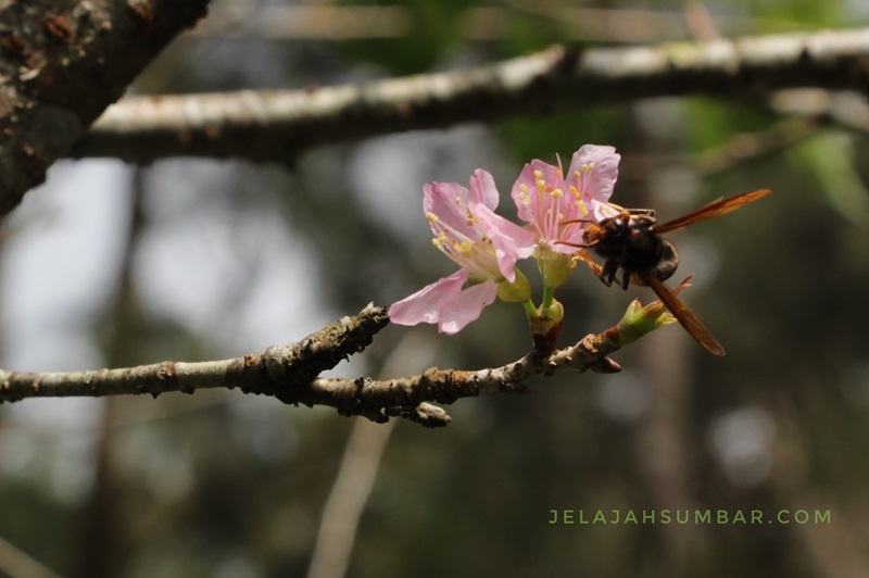 Ketika Bunga  Sakura  Bermekaran di  Indonesia Jelajah Sumbar