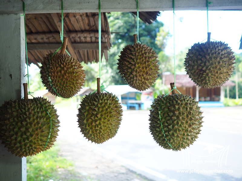 Asiknya Pesta Durian Kayu Tanam di Lintas Padang - Bukittinggi